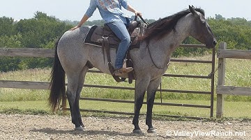 Birds Kaylees Shadow - riding bridleless! - ValleyViewRanch.net
