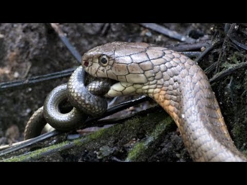 Striking Facts About King Cobra Snakes