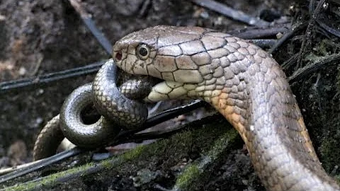 Why is the king cobra not a true cobra?