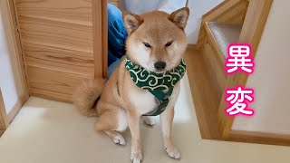 しば犬です。私の汗と涙が染み付いています。 It was more stressful than we expected - YouTube