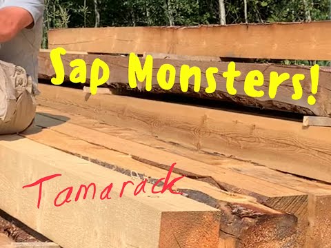 Sap Monsters!?  Tamarack milling #Woodland Mills HM122 Solutions to sap filled logs.