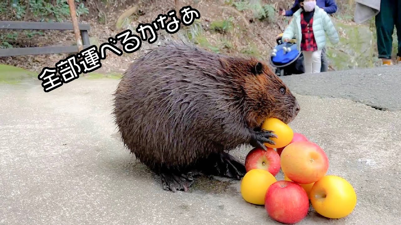 リンゴ選びに夢中なビーバーに悲劇が・・・