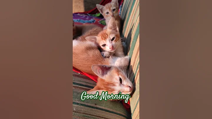 Watch the video about Begini nih Kucing Baru Bangun | The Cutest Kittens Video Ever 🐱😽😽 😂 😂🤪 #cat #viral #trendingshorts