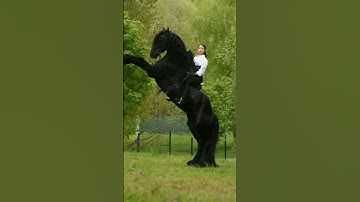 Thumbnail of Black Horse unstoppable 💯 #beautifulkk