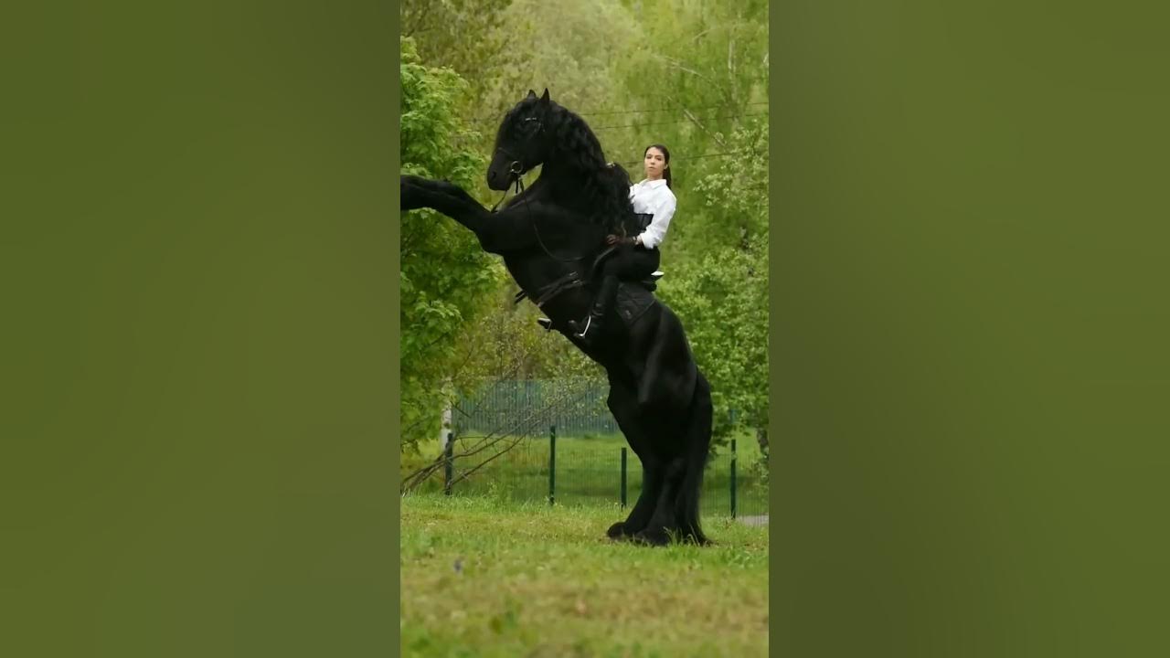 Black Horse unstoppable π― #beautifulkk Black Horse unstoppable π― #beautifulkk