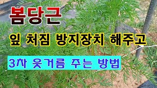 [텃밭농부 1,489]  봄당근 잎이 쳐지는 것을 막아 주는 방법과 3차 웃거름 #당근재배