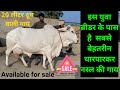 (450) Top Breed Tharparkar Sahiwal, Rathi breed Cows Available for sale