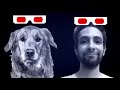 How A Dog's Vision Works: Can They See Colors?