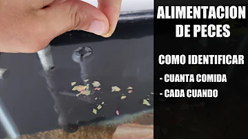 ¿Necesitan los peces alimentación diaria?