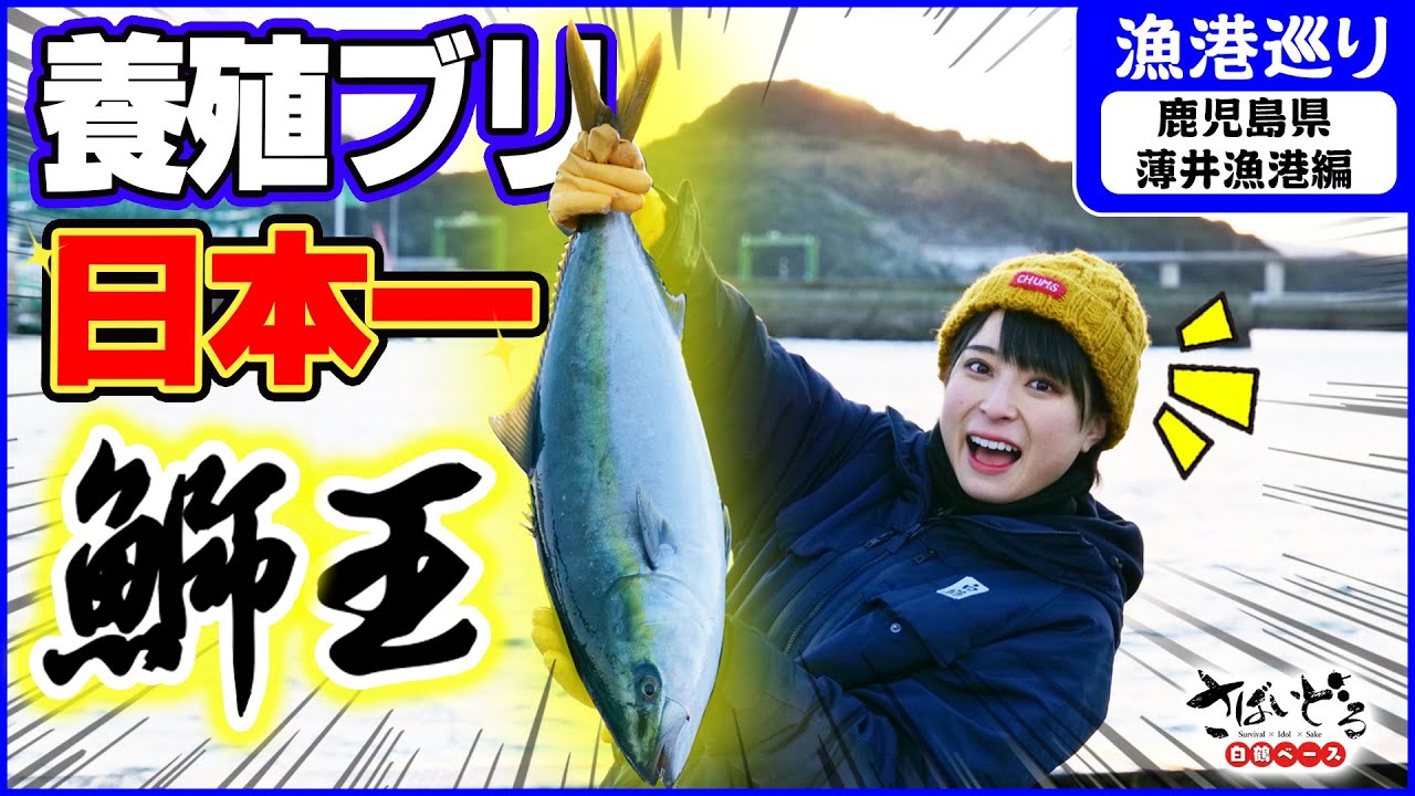 【鰤界の王様】日本一の養殖ブリ、鰤王！1500匹を一気に絞める連携プレーは超圧巻！【漁港巡り／鹿児島県薄井漁港】