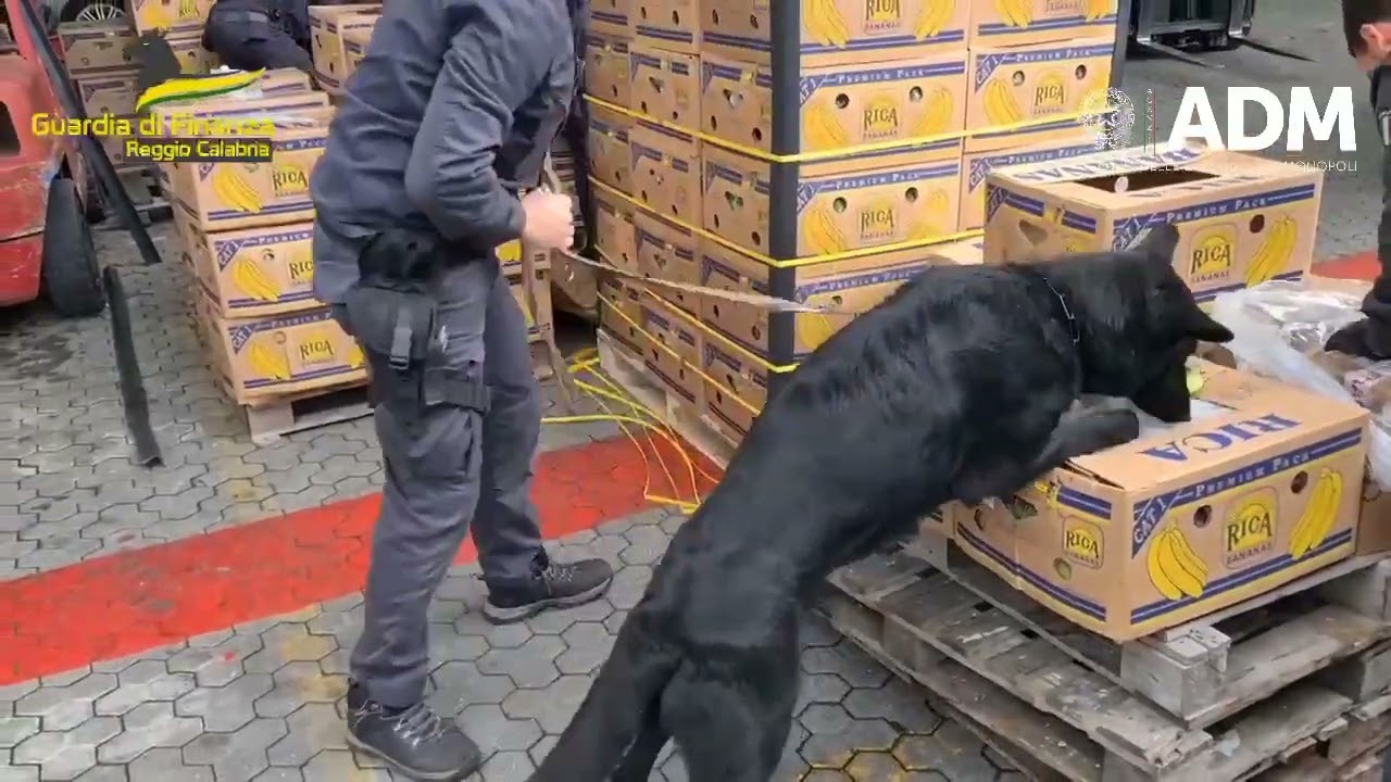 Maxi sequestro di cocaina a Gioia Tauro.