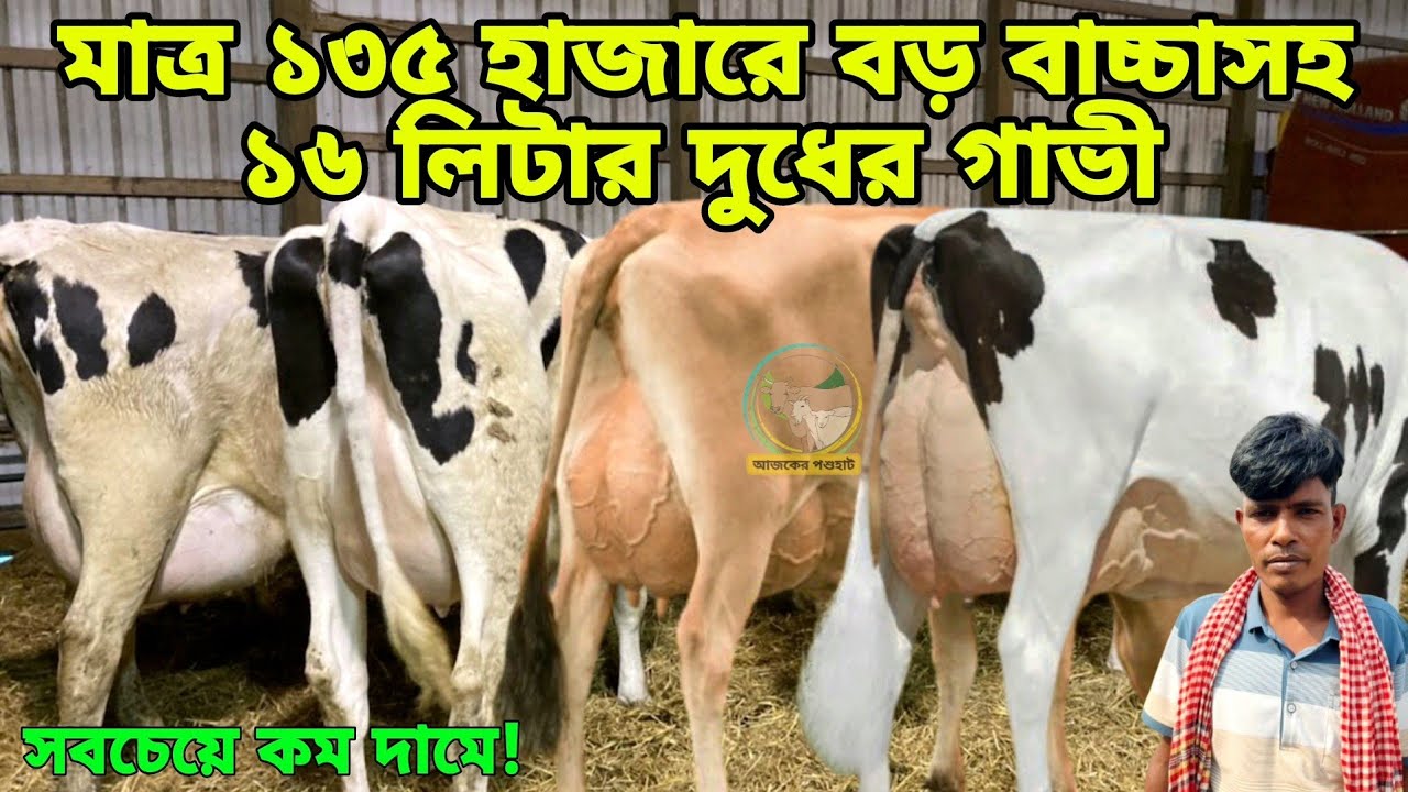 সবার চেয়ে কম দামে! মাত্র ১৩৫ হাজারে বড় বাচ্চাসহ ১৬লিটার দুধের গাভী ও ১৫০ হাজারে বাচ্চাসহ ১৭লিটার দুধ
