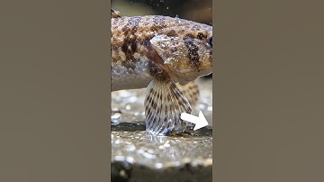 Vissen kunnen op het land “lopen” – is dat waar? #ontdek #mysterie