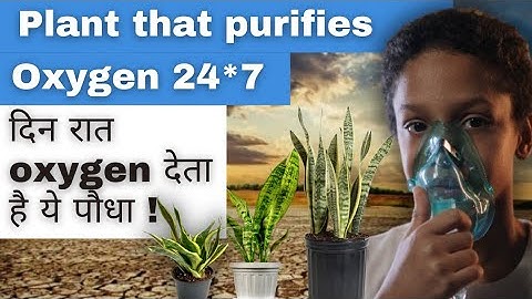 Plant That Purify Oxygen 24*7 | दिन रात Oxygen देता हैं ये पौधा ! #shorts #facts #snakeplant
