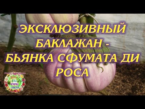 Эксклюзивный баклажан -  Бьянка сфумата ди роса