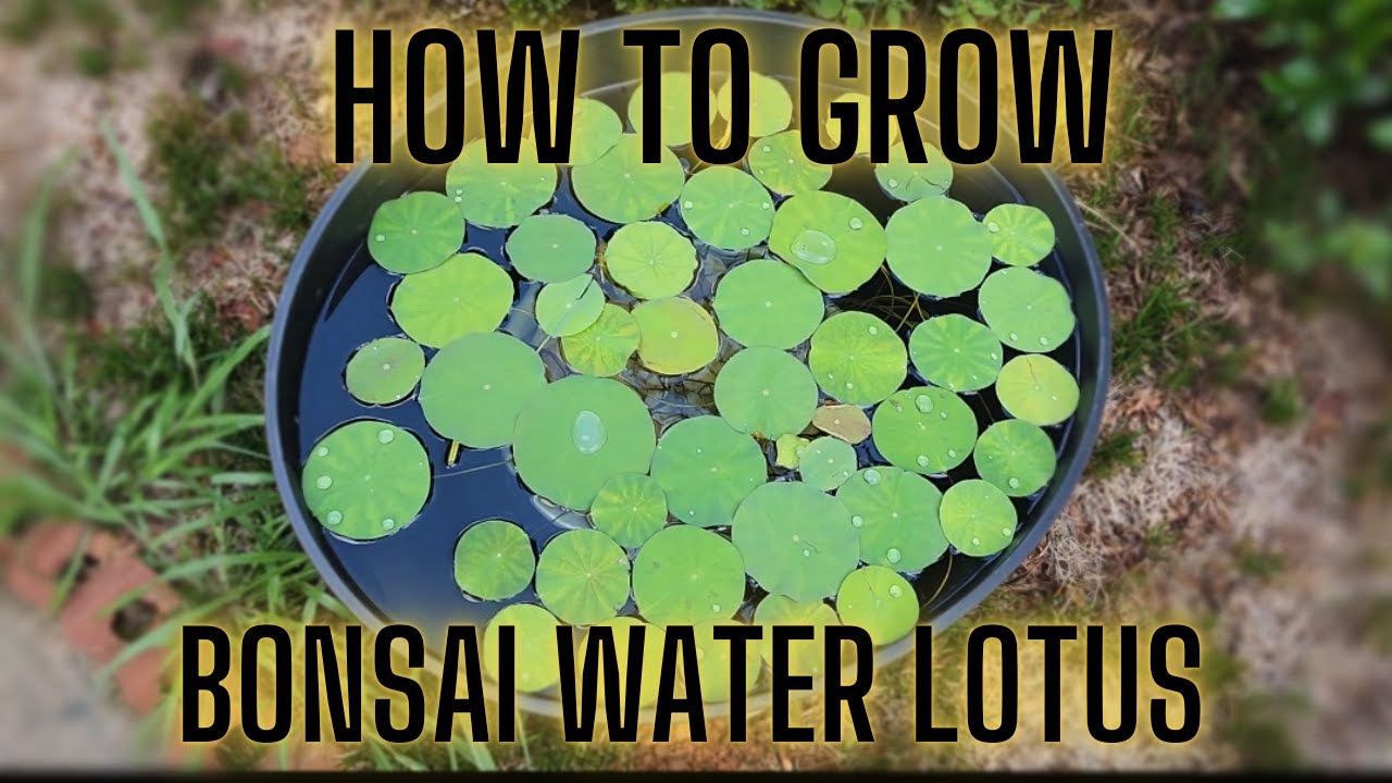 How to Grow Bonsai Lotus (20 Day time period, sorta) YouTube