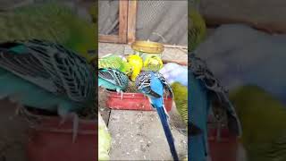 Budgies parrot Best food for Breeding