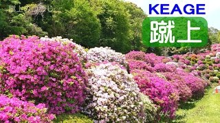 中止 蹴上浄水場 京都 21年つつじ祭り 見頃情報 Amatavi