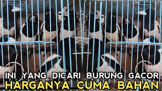 AHIRNYA NEMU JUGA BURUNG GACOR HARGANYA BAHAN DI PASAR BURUNG PRAMUKA