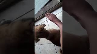 Puppy Suck and Sniff Girls Foot