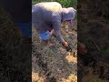 easy way to plant corn seeds manually and quickly without using tools #shorts