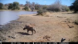 Warthog running a short distance and then stopping, in response to hearing lions