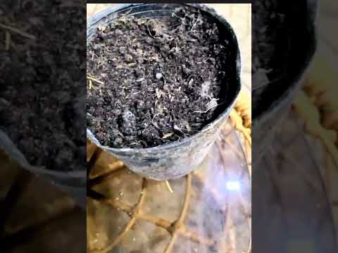 Video Quy trình đầy đủ chăm sóc ớt Peru( Ớt Chaparita).Phần... - youtube