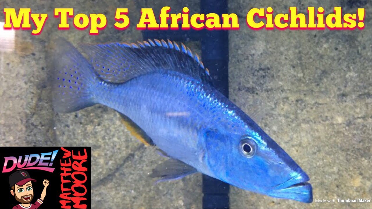 malawi map My Top 5 African Cichlids