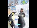 The Little Girl Who Finally Met Her Dream Penguins 😭🐧#shorts