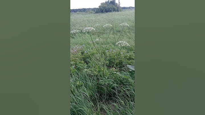 Як виглядає борщівник
