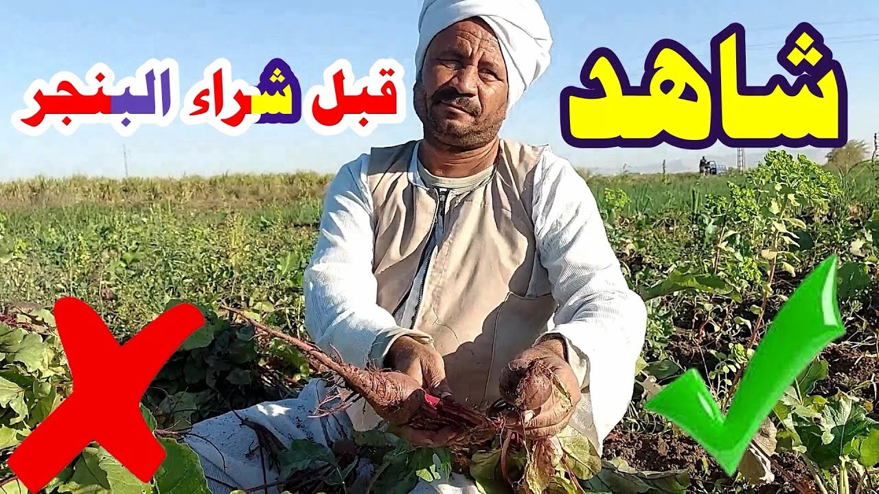 انواع البنجر واسعاره☝دليل شامل قبل الشراء والزراعة ☝2025 - YouTube