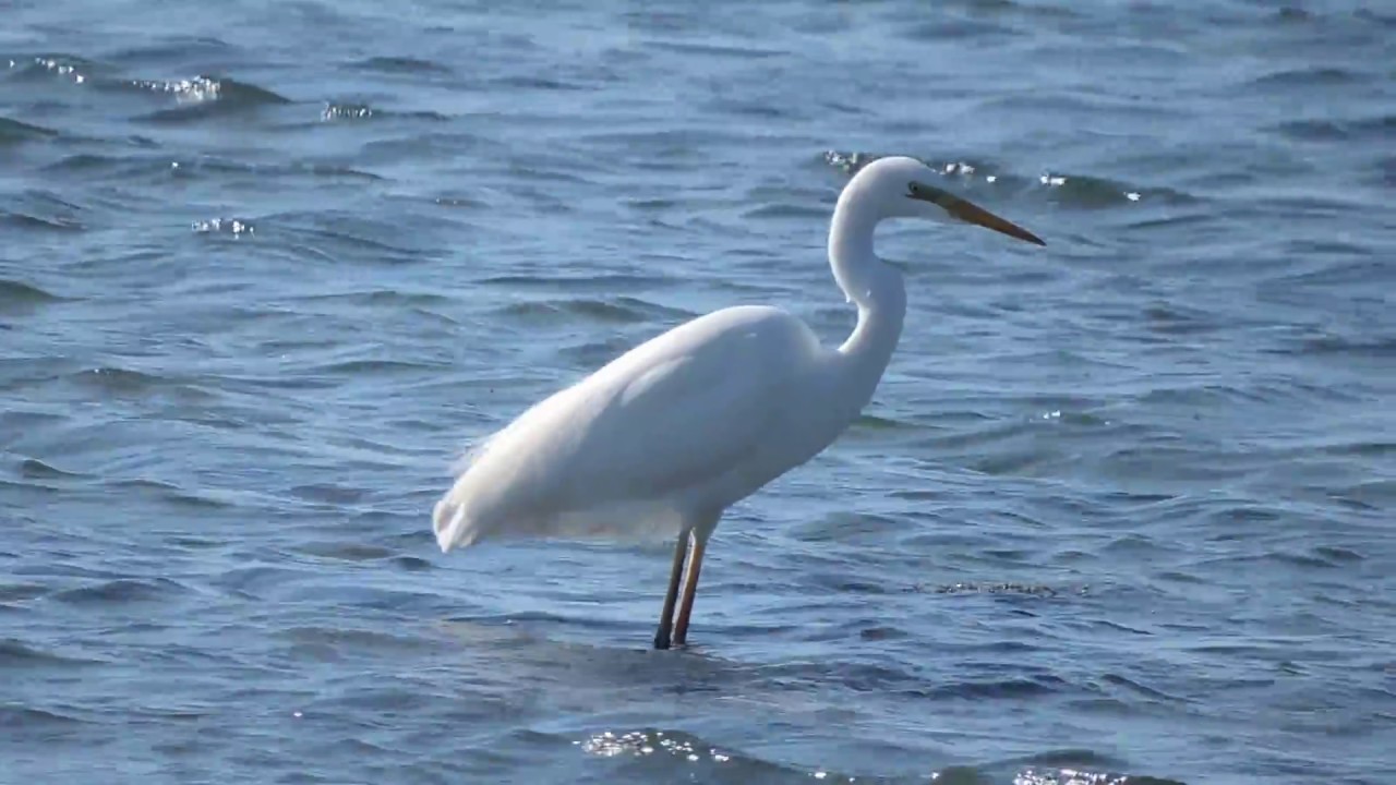 Great White Egret, Airone bianco maggiore (Ardea alba) 