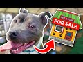 Buying a Homeless Dog an ENTIRE Pet Store! - Challenge