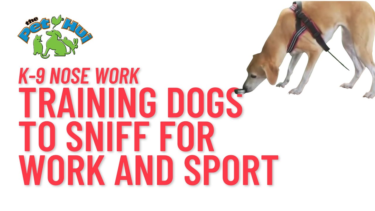 Canine Nose Work: A Sport for Dogs That Love to Sniff