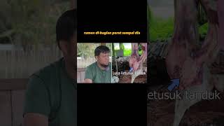 Kenapa Tanduk Kambing Perah Harus Dipotong? Part 1 #shorts