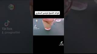 فوائد نبات الشيح لمرضى السكر