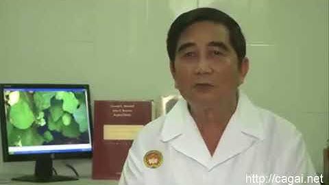 Cà Gai Leo - Cây thuốc quý cho người bệnh Gan