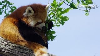 木の葉を食べるギン、チェックするキン~Red Pandas