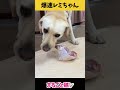 【ASMR 爆速レミちゃん22】鶏まるごと!バッキバキのレミちゃんの/咀嚼音!/Raw Feeding Dogs asmr #shorts