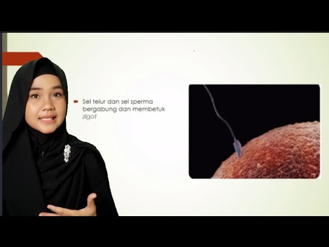 Video: Apakah peringkat janin dalam perkembangan pranatal?