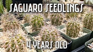 I Grew Saguaro Cactus from Seed | 4-Year Growth & Progress Update