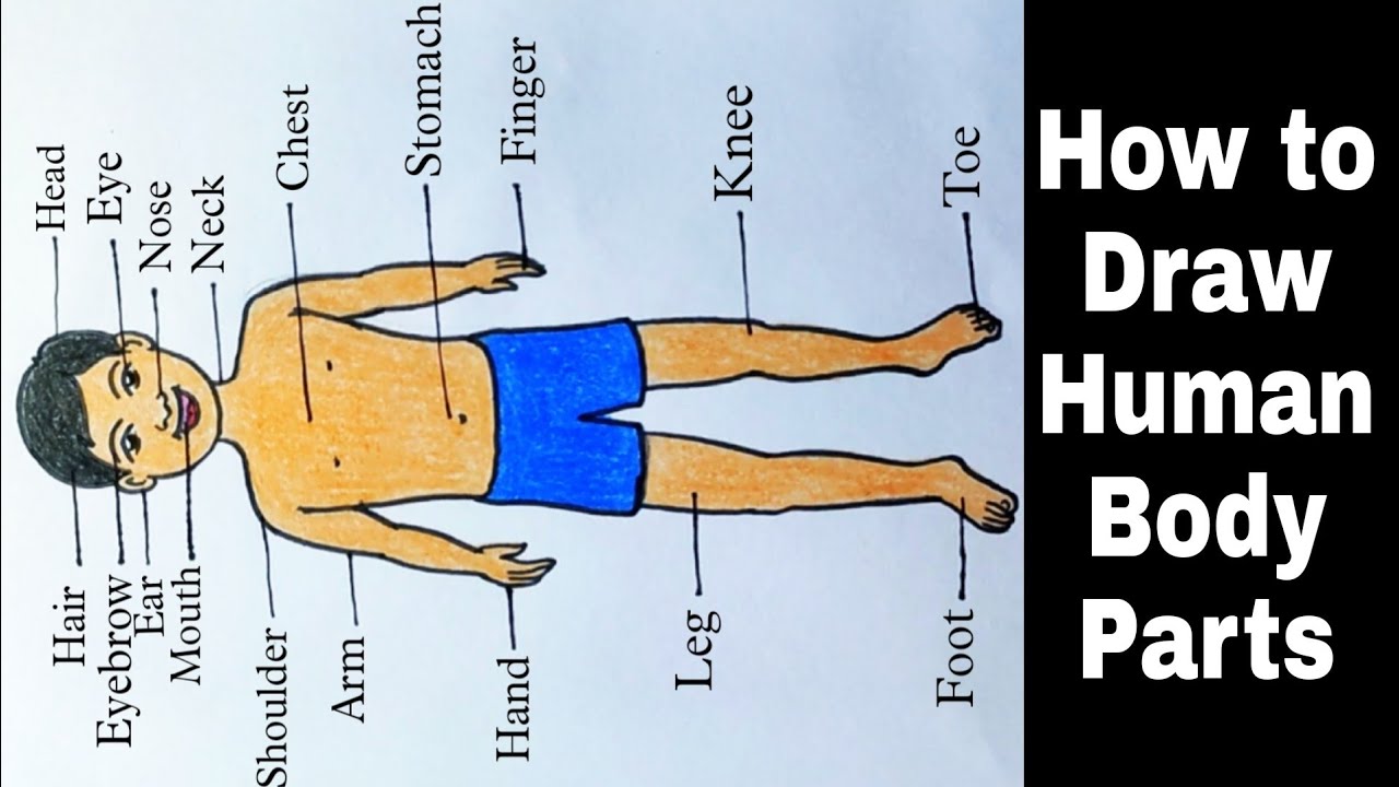 How To Draw Human Body Parts Human Body Parts Drawing Picture With