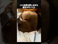 寝床の定位置を探すカモノハシ #カモノハシ #動物