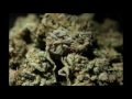 ezekiel elliott dispensary
