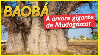 Baobá: a famosa árvore de Madagáscar Resimi