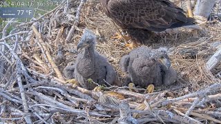 Kansas Eagles 4-22-24. Wichita & Cheyenne Close-up Views, + Fun Moments from Feedings 4/14-4/18/24.