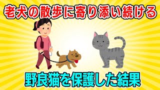 【2ch猫優しい】老犬の散歩に寄り添う野良猫