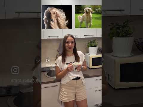 Поймали меня на интервью с породами, но я не поддалась #кинолог #НемецкийБоксер#амстафф