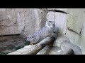 アジアの森のポリーちゃん　　Pallas’s Cat