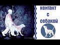 Контакт с собакой | собака не слушается | дрессировка собак